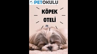 Pet Okulu Köpek Oteli İstanbul