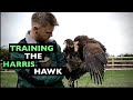 CAST TRAINING AND HUNTING THE HARRIS HAWK FOR FALCONRY . WOLVES OF THE SKY