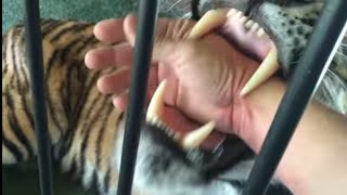 This Has Got To Be The Craziest Tiger Live Ever ! About Fights .