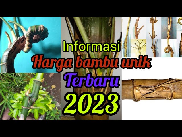informasi gambaran harga bambu unik terbaru tahun 2023 class=