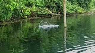 Mancing casting disini Rame sambarannya tetapi  hasilnya boncos boss