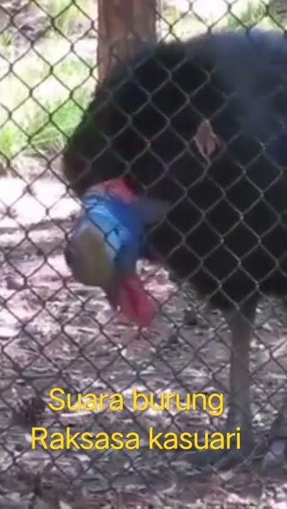 Suara burung kasuari