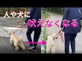 【犬しつけ散歩】子供や犬に吠えなくなる練習方法！！