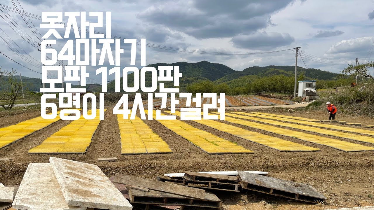 논으로 모판 내보내기 못자리 합니다 품앗이 - YouTube