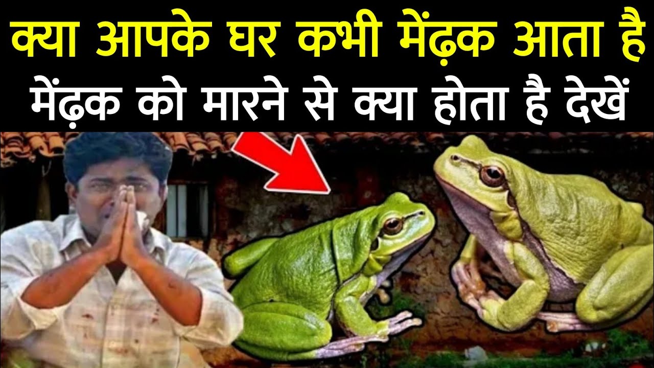अगर आपके घर मेंढ़क आता हैं तो ये वीडियो ज़रूर देखें Mendak Marne Se