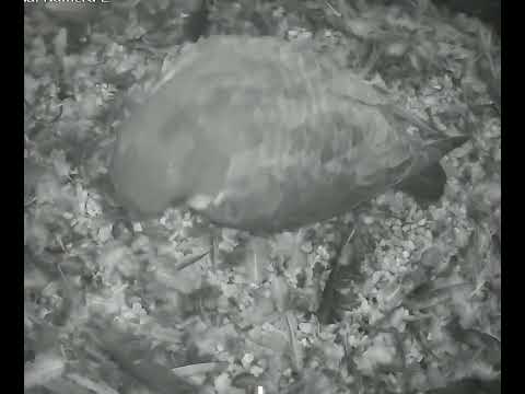 Lauf Peregrine First Egg March 2026 live cam preview