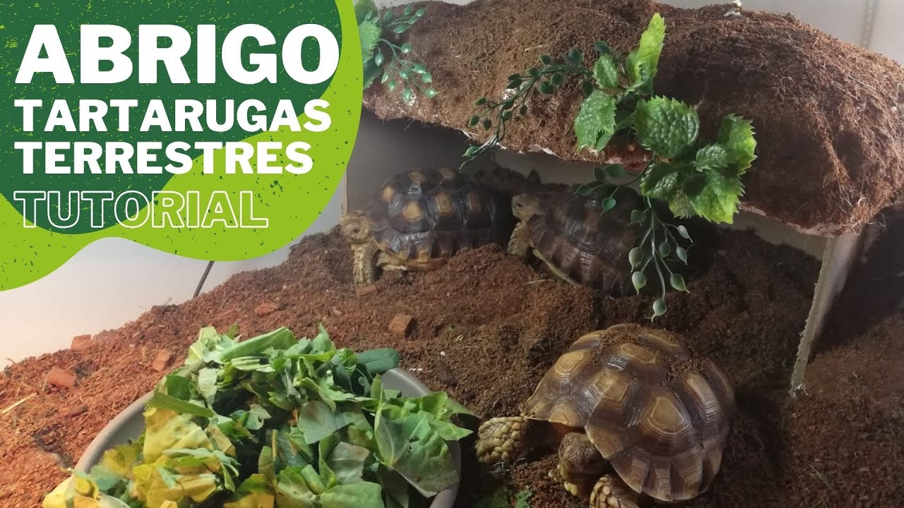 ABRIGO TARTARUGAS TERRESTRES! Tutorial de casa para tartarugas ...