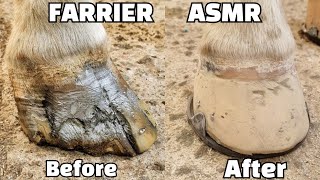 Farrier Horse Hoof Repair Horseshoeing Restoration Oddly Satisfying