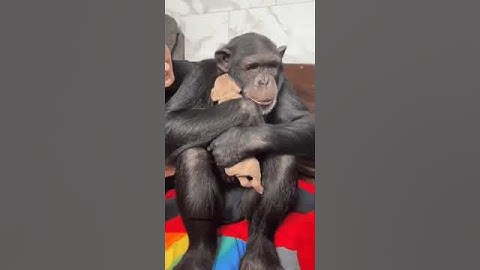CHIMPANCÉ REACCIONA ASÍ al VER a CACHORRO de PERRO por PRIMERA VEZ
