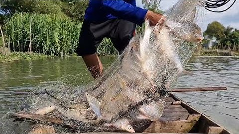 chài đường về chú sáu trúng bầy cá cóc không ngờ luôn mọi người