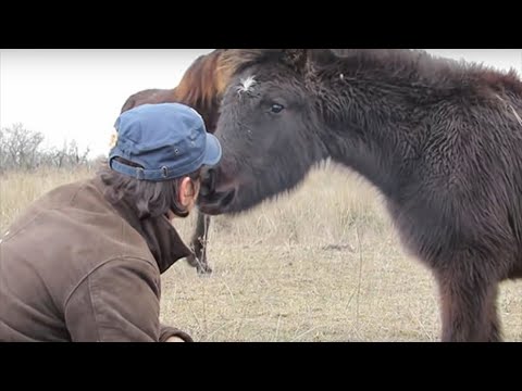 Мужчина освободил дикую лошадь от цепей. Посмотрите, как она его поблагодарила.