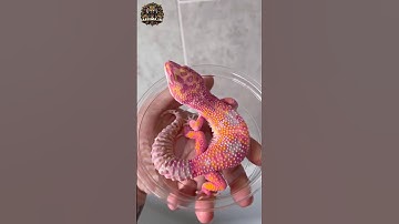Animal transformation | What an unusual colour for lizard #animalshorts #animals #lizard