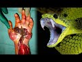 20 most poisonous  dangerous snakes in the world