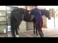 Equine massage 3