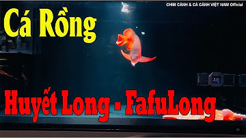 CÁ RỒNG HUYẾT LONG ĐỘT BIẾN FAFULONG HÀNG CỰC HIẾM RẤT ĐẸP | CÁ RỒNG VIỆT NAM | AROWANA FISH