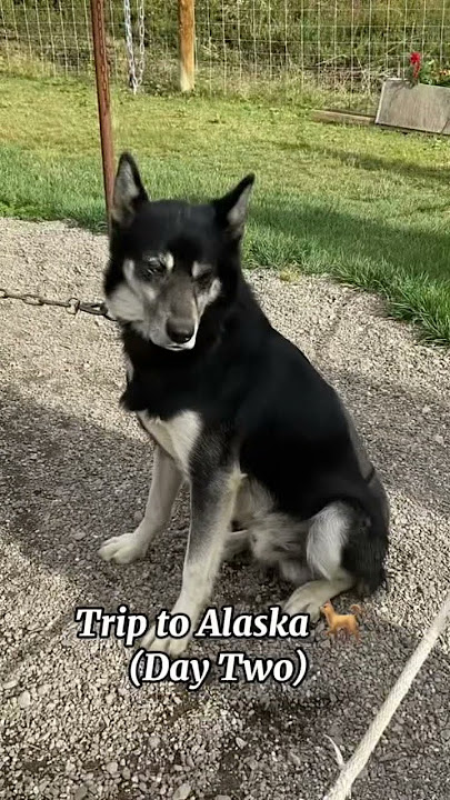 The dogs are so cute 🥹 #shorts