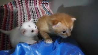 Two Weeks Old Kitten playing| Pipays Choice