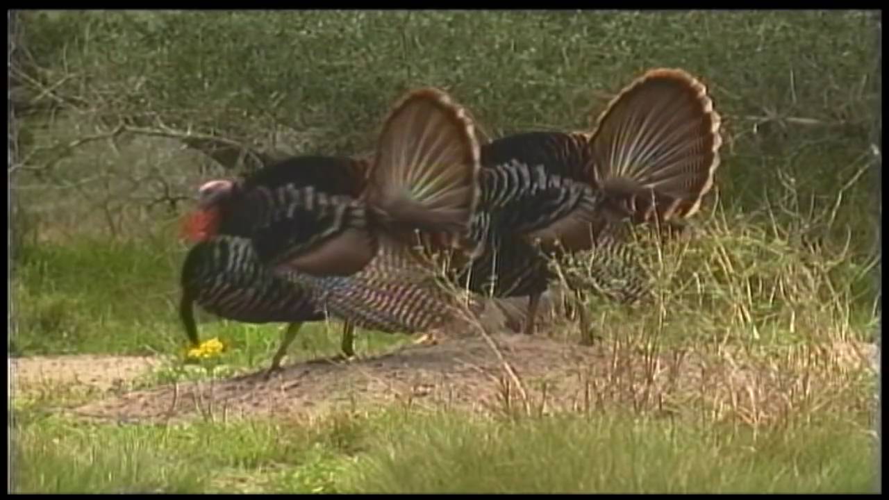 Texas Wild Turkey Thrives and Hunting Season Begins YouTube