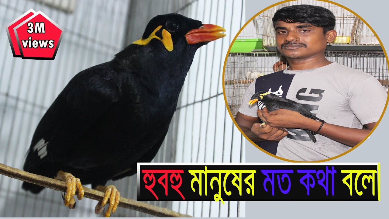 বাংলা ভাষায় কথা বলা ময়না পাখি - amazing talking myna bird / kotha bola myna pakhi