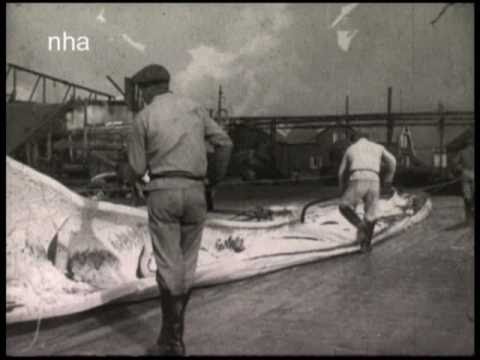 Video: Is Walvisvaart Soms Oké? Matador-netwerk