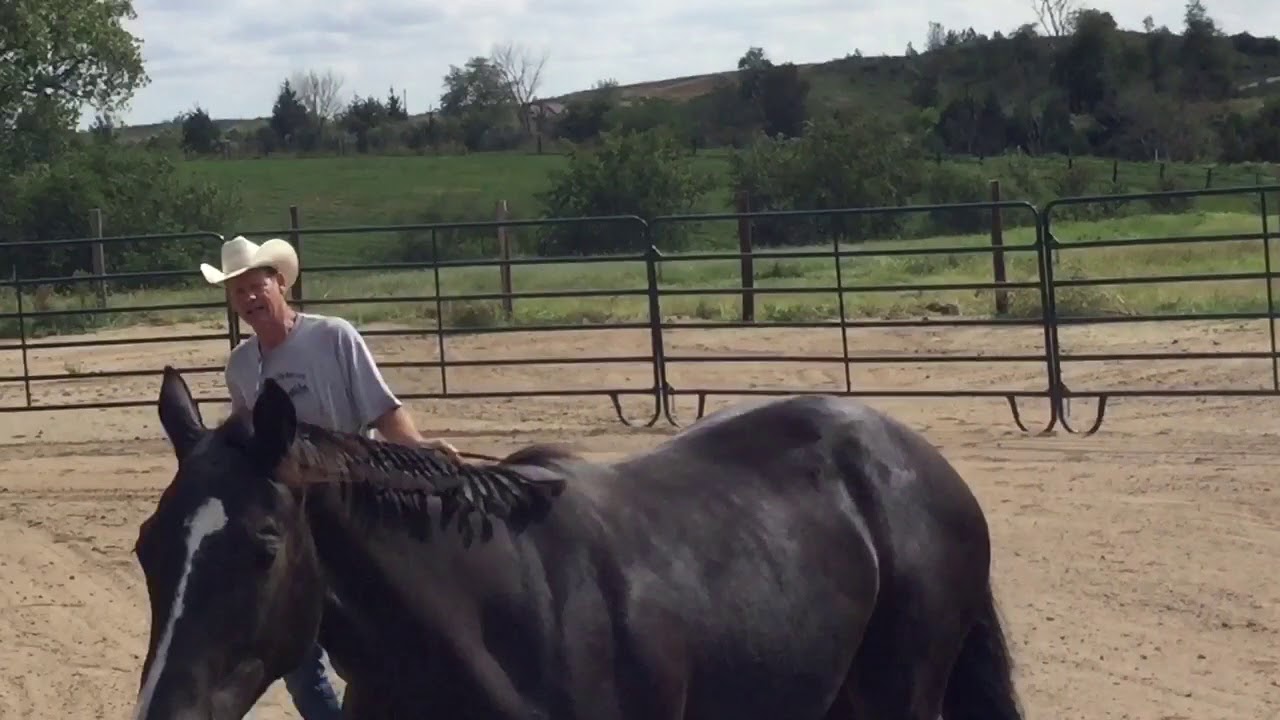 Rising Irons 2017 AQHA/APHA Filly YouTube