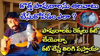 How to habituate new pigeons || How to raise new pigeons || How to care for new pigeons in Telugu