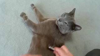 【猫のブラッシングにひと工夫！】ブラッシングが好きになったロシアンブルー！ A small idea for cat brushing!