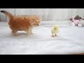 Ты не видел таких котят! 🐾