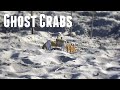 Ghost crabs ocean city nj  4k
