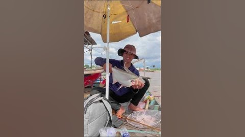 Câu cá vồ đém và cá cóc mùa bước nổi #short #shorts #shortvideo #cauca #fishing