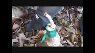 How to graft a tree. Part 3B: "Top-working" or Grafting an established tree.
