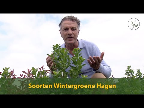 Video: Haagplanten