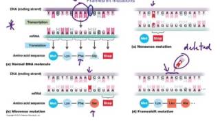Download Mp3 Frameshift Mutations Gudang lagu Download Mp3 Frameshift Mutations