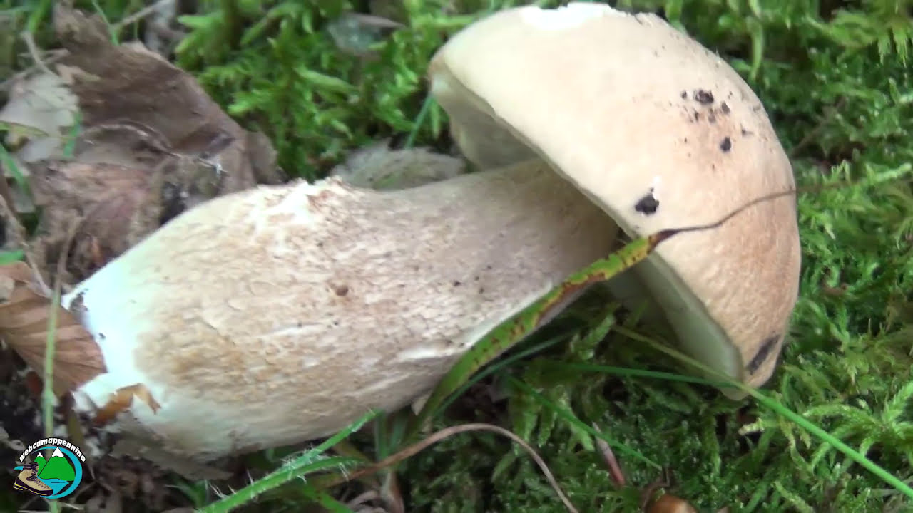 Funghi Porcini Toscana YouTube