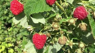 видео: Малина Зюгана  радует! картинка: Малина Зюгана  радует!