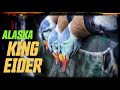 Alaska King Eiders