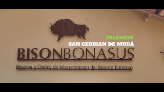 BisonBonasus Reserva natural Bisonte Europeo San cebrian de muda (Palencia) 2020