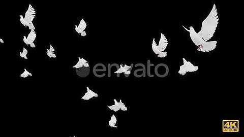 White Dove - 4K Flying Transition | Motion Graphics - Videohive template