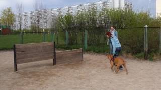 Анонс Ко мне Домашние животные