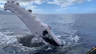 Maui Humpback Whale Mugging 2024