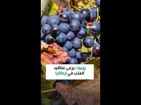 فراسكي أول روبوت ذاتي التشغيل لمزارع الكروم يقوم بمراقبة العناقيد ومعالجة النباتات ورش المعالجات