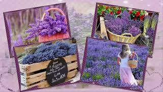 ЛАВАНДОВЫЙ ПРОВАНС. ФРАНЦИЯ (lavender, Provence France)