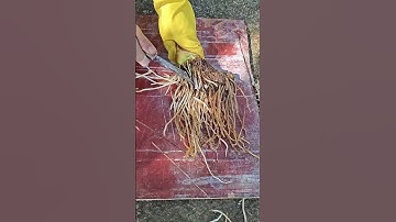 St 45991 mini rotary tillage and ridging all-in one tree 🌲 short view#subscribe