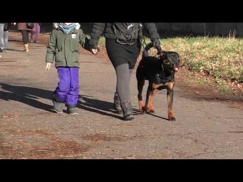 Video: Změny chování starého psa