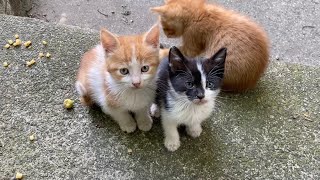 11 Beautiful kittens living on the street. These Kittens are so cute.