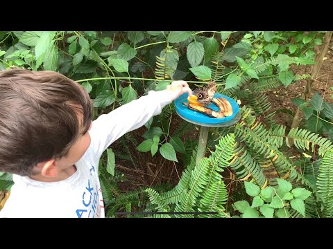 Video: Bahçede Kelebek Yakalamak - Lantana Bitkileriyle Kelebekleri Çekmek