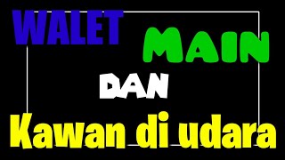 🔵Walet pulang kandang