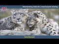 Mesmerising video of a snow leopard relaxing | 3 Min News