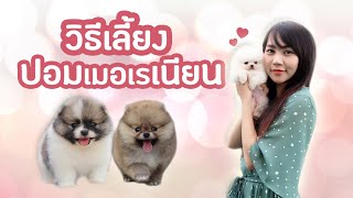 How to take care Pomeranians By CHICK DOG FARM