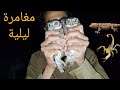 Wildlife In Fayoum Part Five Wildlife In Fayoum Part Five